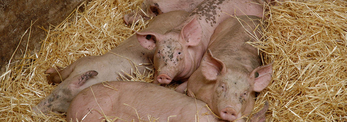 Foto: Marketinggesellschaft beratung-regionalvermarktung-niedersachsen