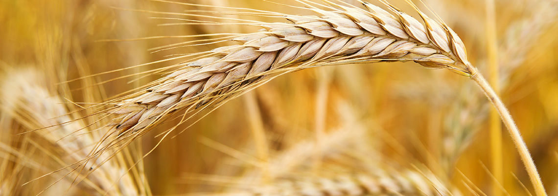 Foto:  xtrekx/Shutterstock.com