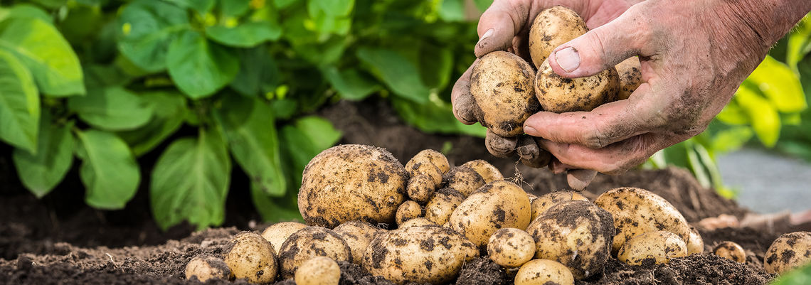 Foto: mjaud/Shutterstock.com geoschutzberatung-kartoffeln-heidekartoffeln
