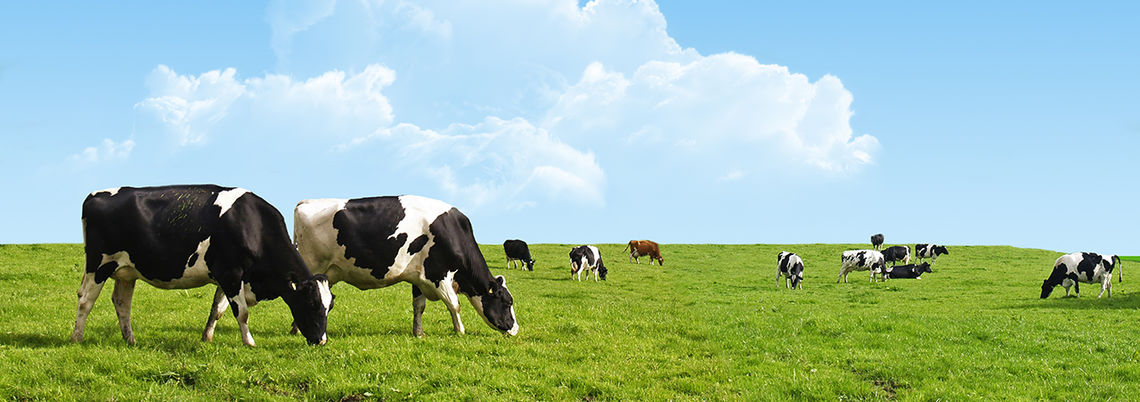 Foto: TEXTUREWALL/Shutterstock.com Foto: TEXTUREWALL/Shutterstock.com