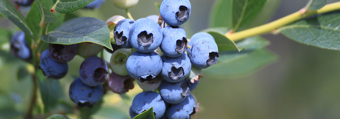 Foto: Marketinggesellschaft heidelbeerstraße-niedersachsen