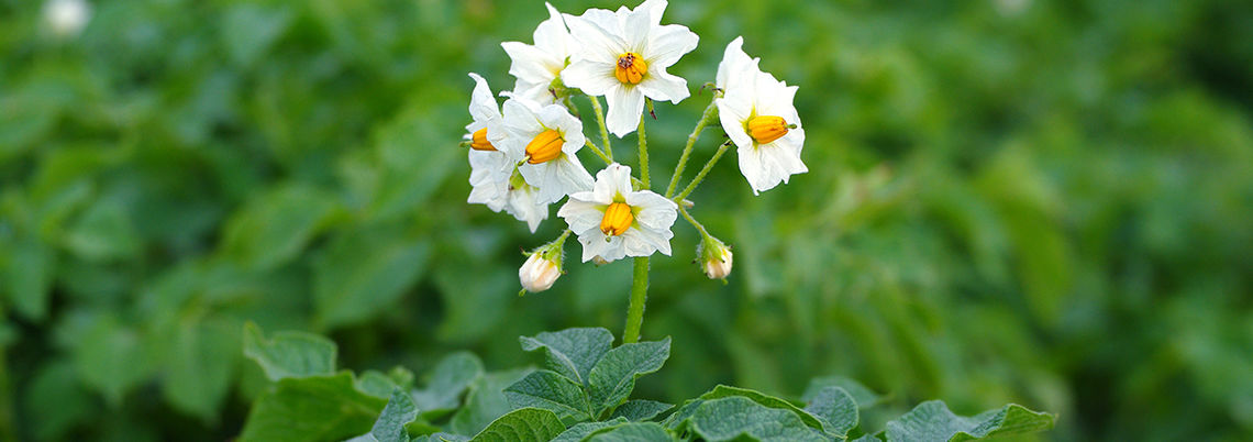 Foto: Boida Anatolii/Shutterstock.com Foto: Boida Anatolii/Shutterstock.com